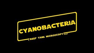 Cyanobacteria  A Reeftank Microscopy Story [upl. by Kotz100]