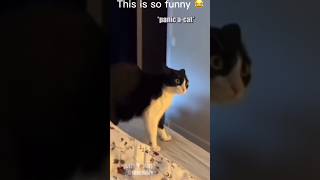 Scaredycat 😂🤣 funny hilariousmemes memes funnyanimals ￼ [upl. by Brnaba]