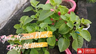 How to grow ajwain plant easy at home  How to grow ajwain plant from cutting [upl. by Aiym]