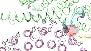 Proton transport through a v ATPase proton channel [upl. by Aryc589]