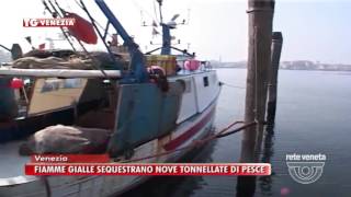 TG VENEZIA 23122016  FIAMME GIALLE SEQUESTRANO NOVE TONNELLATE DI PESCE [upl. by Graves]