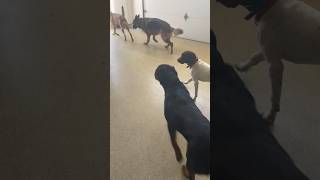 German short hair pointer puppy handles multiple distractions belgianmalinois puppytraining dog [upl. by Chauncey]