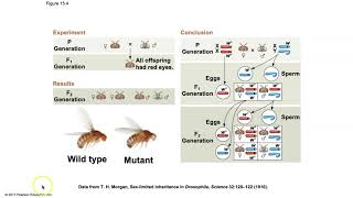 Biology Chapter 15  The Chromosomal Basis of Inheritance [upl. by Anirtek392]