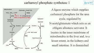 carbamoyl phosphate synthetase 1 [upl. by Ferino926]