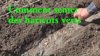 Haricots verts COMMENT LES SEMER LC VIDEO [upl. by Nayek]