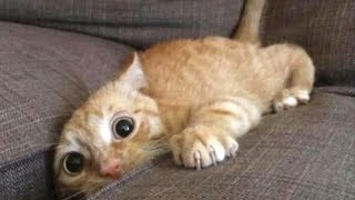 Funniest Scaredy Cats Compilation [upl. by Euqinaj75]