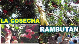 Rancho nuevo TUXTLA Chico CHIAPAS  La COSECHA DE RAMBUTAN Una fruta exÃ³tica  4D FAMâ–¶ [upl. by Jac]