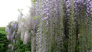 How we prune a Wisteria into a free standing tree [upl. by Rese]