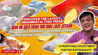 Koi Hudielong  2024’s Hottest🔥 Ornamental Fish🐳 Why It’s a Smart Investment for Fish Lovers⁉️ [upl. by Neiv]