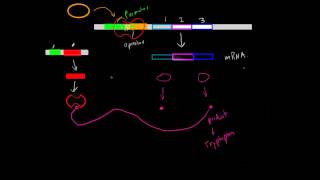 Negative InducibleRepressible Operons [upl. by Adim697]