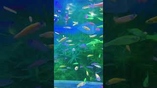 Glow zebra Danio Fish Au24S11a viralshorts zebrafish glowfish glofish [upl. by Marshall]