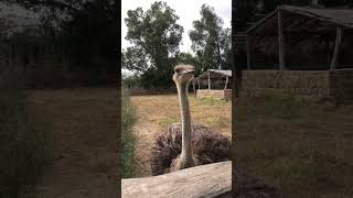 The beauty of ostrich ⛰️🌲 animals [upl. by Cohlier34]