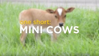 ONE Short Mini Cows [upl. by Leihcey]