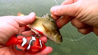 Underwater experiment Fish eat baby Nemo Pike attack fishing deadbait with robottoy inside [upl. by Nirac]