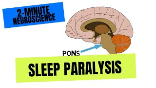 2Minute Neuroscience Sleep Paralysis [upl. by Conlee]