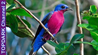 7 Especies de Aves Cotinga [upl. by Kurth776]