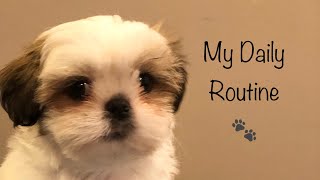 A Day in My Life  Shih Tzu Puppy [upl. by Lydon]