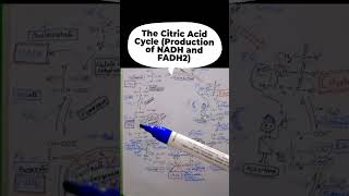 The Citric Acid Cycle [upl. by Gnot65]