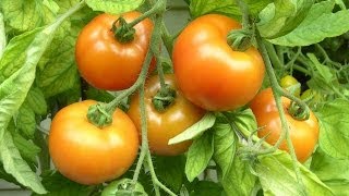 Tomaten ganz leicht selber anbauen [upl. by Cosma]