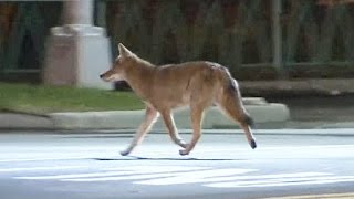 More coyotes spotted in urban jungle of NYC [upl. by Nealey]