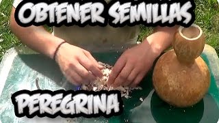 Como Conseguir Semilla De  Calabaza Peregrina  Semillas Organicas  La Huertina De Toni [upl. by Aleunamme]