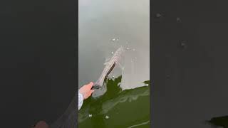 Catch and Release Walleye fishing walleye [upl. by Bander]