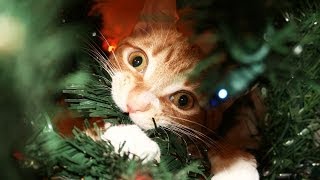 A Cats Guide to Christmas [upl. by Lietman738]