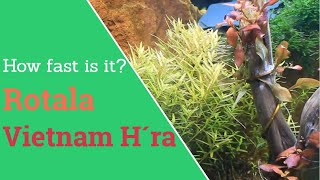 Rotala Vietnam H´ra Timelapse Tropica Tissue Culture [upl. by Vernen]