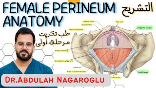 Female Perineum  Anatomy  Female reproductive system  طب تكريت مرحلة اولى [upl. by Ettennig672]