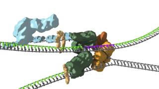 Replication fork coupling [upl. by Krongold]