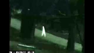 8 Nightwalker caught on camera [upl. by Pren]