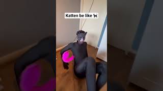 Katten zijn echt zo 😂 katten [upl. by Jacobina191]