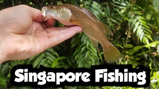 I Caught This Barramundi From the Weirdest Spot  Singapore Fishing 🇸🇬 [upl. by Anined]