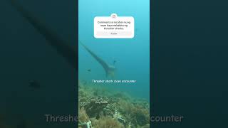 The Thresher Shark Close Encounter [upl. by Aralomo]