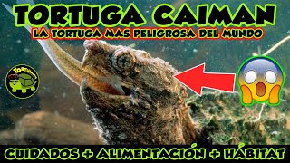 CUIDADOS TORTUGA CAIMAN Macrochelys Temminckii [upl. by Leilamag]