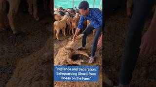 quotVigilance and Separation Safeguarding Sheep from Illness on the Farmquot [upl. by Proulx]