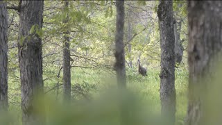 DID WE GET TOO CLOSE  2023 Arkansas Turkey Season Ep 2 [upl. by Noillid176]