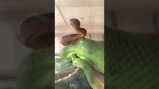 Emerald Tree Boa Baby Being Born  Emerald Tree Boa Live Birth  Corallus caninus [upl. by Anerbas455]