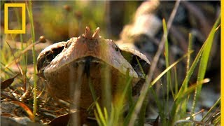 La víbora de Gabón  National Geographic en Español [upl. by Corb]