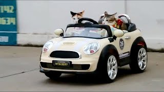 Cats Practice Driving Cars  Funny Cats Compilation [upl. by Enrahs]