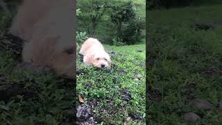 granadilla doglover love nature travel elsalvadorimpresionante [upl. by Darlene]