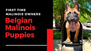 Belgian Malinois Puppy Training [upl. by Enetsuj]