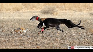 Hare coursing with greyhound 2021  Dog vs rabbit race  Racing greyhounds [upl. by Bushweller]