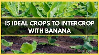 BANANA INTERCROPPING15 IDEAL CROPS TO INTERCROP WITH BANANA  BEST CROPS TO INTERCROP WITH BANANA [upl. by Assile313]