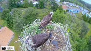 Seaside Osprey Cam  22617 [upl. by Gallagher]