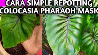 REPOTTING COLOCASIA PHARAOH MASK SUPAYA MAKIN CEPAT MEMBESAR pharaoh [upl. by Wagshul630]