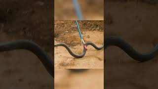 Atrapé la serpiente más peligrosa del planeta LA MAMBA NEGRA animalessalvajes shorts [upl. by Adiari]