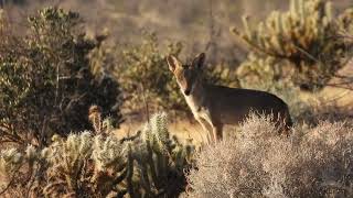 Coyote in AnzaBorrego Desert Dry Canyon area howling [upl. by Samp]