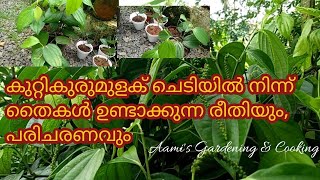 കുറ്റികുരുമുളക് തൈകൾ ഉണ്ടാക്കുന്ന രീതിയും പരിചരണവും  Kutti kurumulaku  Bush pepper cultivation [upl. by Arihppas]