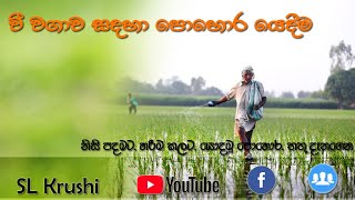 වී වගාවේ පොහොර යෙදීම Paddy 09 [upl. by Afnin]